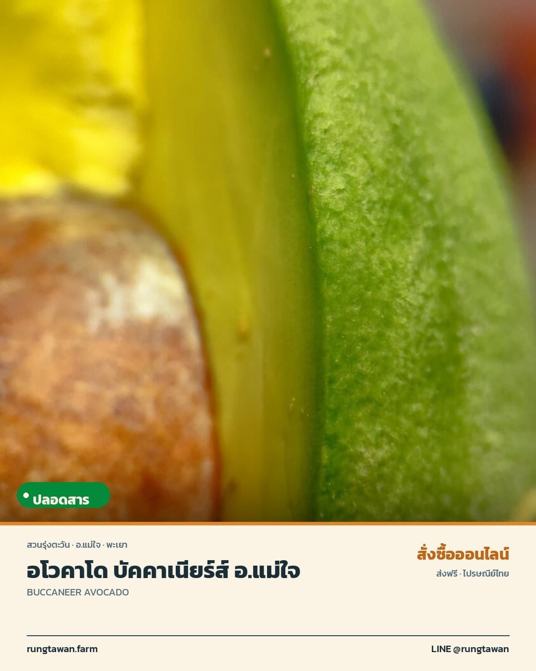 อโวคาโด บัคคาเนียร์ส์ อ.แม่ใจ