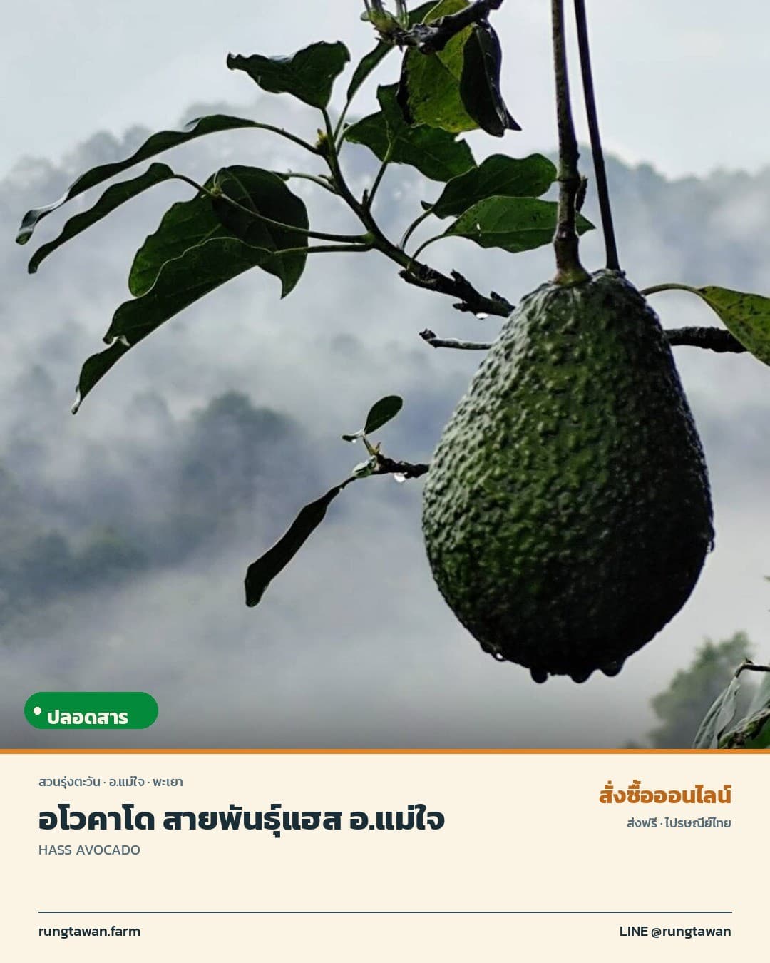 อโวคาโด สายพันธุ์แฮส อ.แม่ใจ