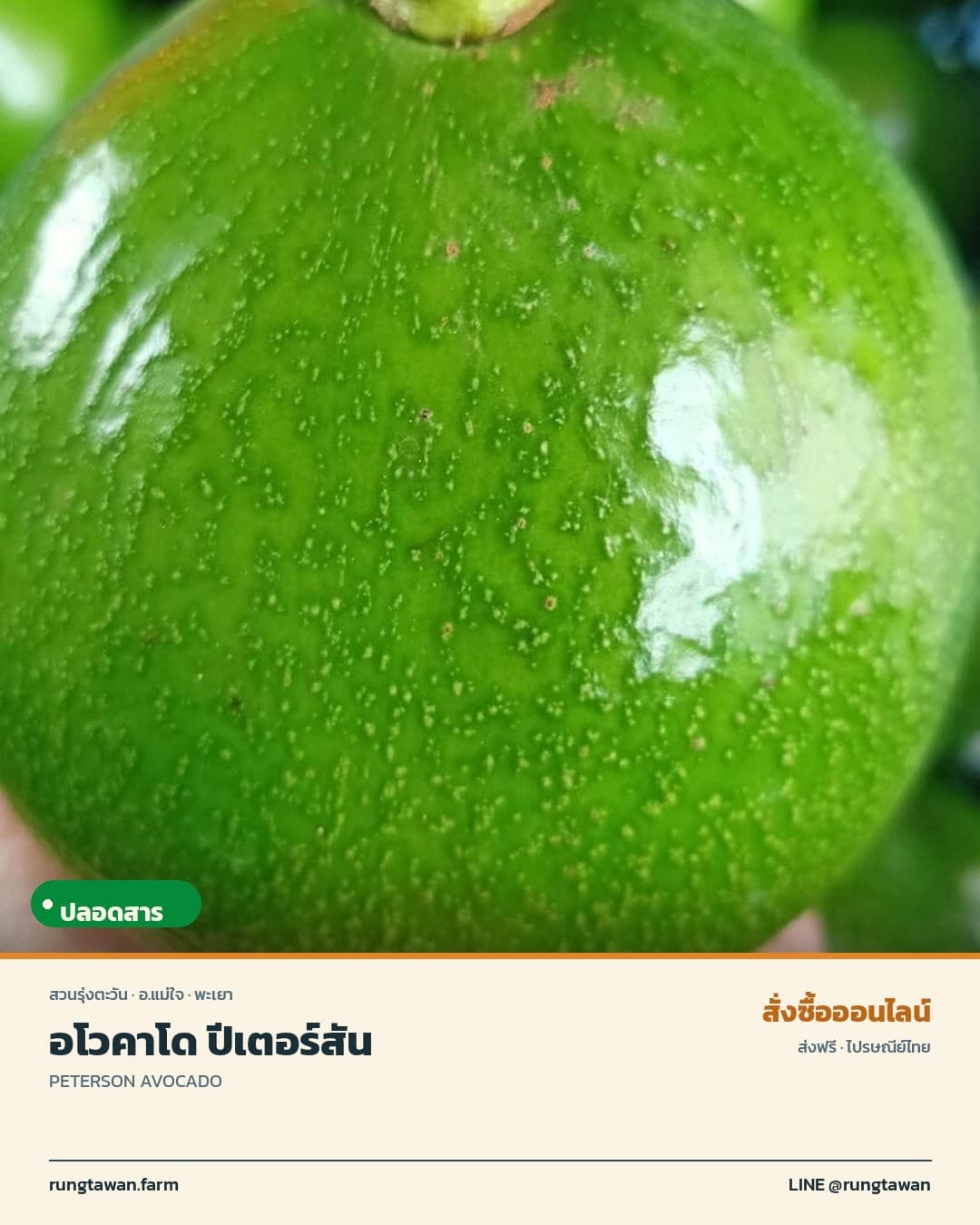 อโวคาโด ปีเตอร์สัน อ.แม่ใจ