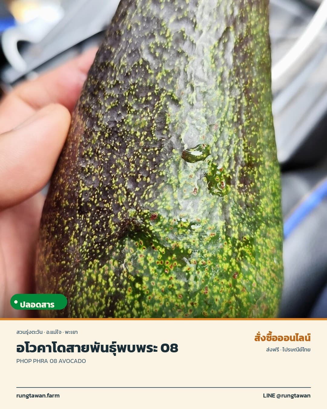 อโวคาโด พบพระ 08 อ.แม่ใจ