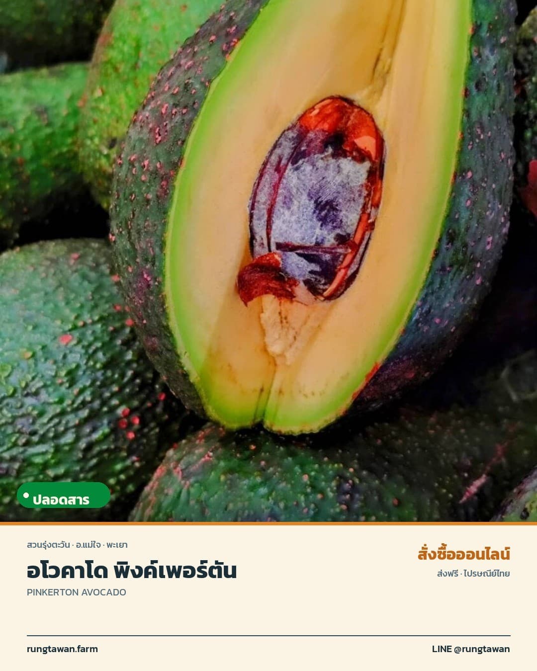 อโวคาโด พิงค์เพอร์ตัน อ.แม่ใจ