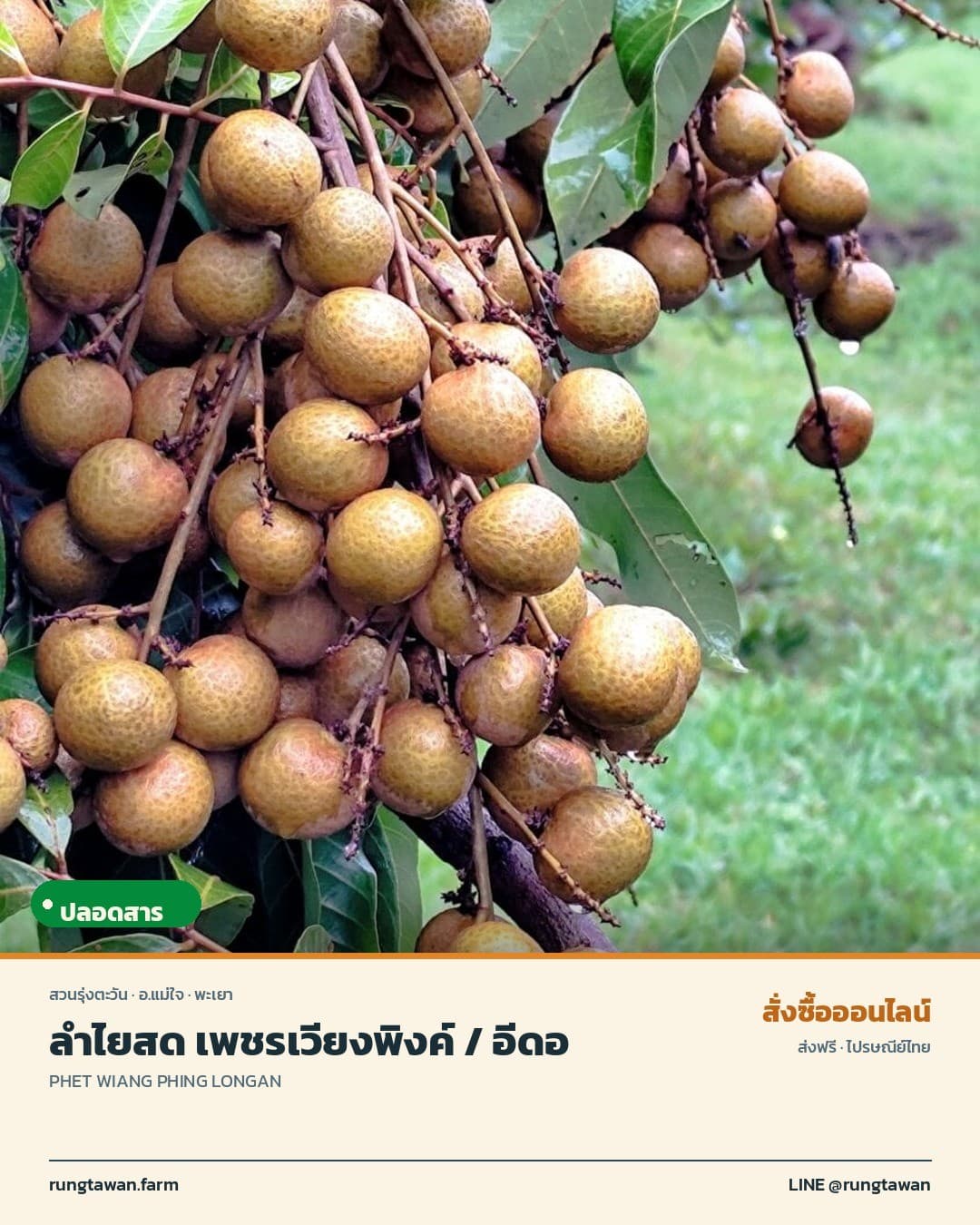 ลำไยสด เพชรเวียงพิงค์ / อีดิ
