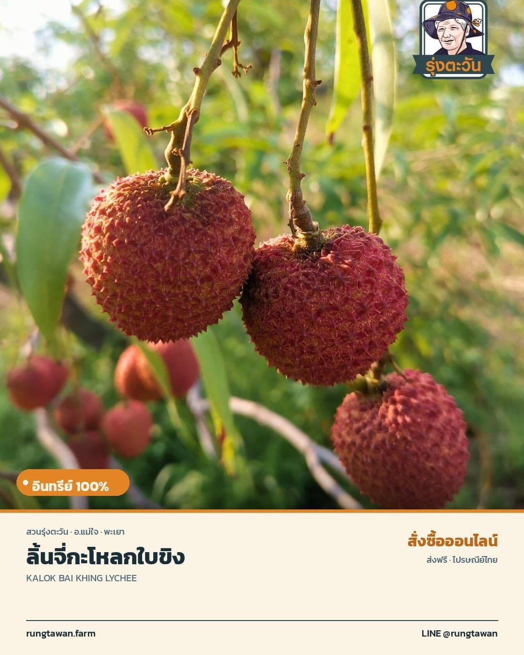 ลิ้นจี่กะโหลกใบขิง อำเภอแม่ใจ จังหวัดพะเยา