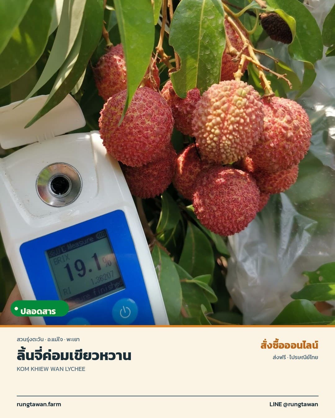 ลิ้นจี่ค่อมเขียวหวาน อำเภอแม่ใจ จังหวัดพะเยา