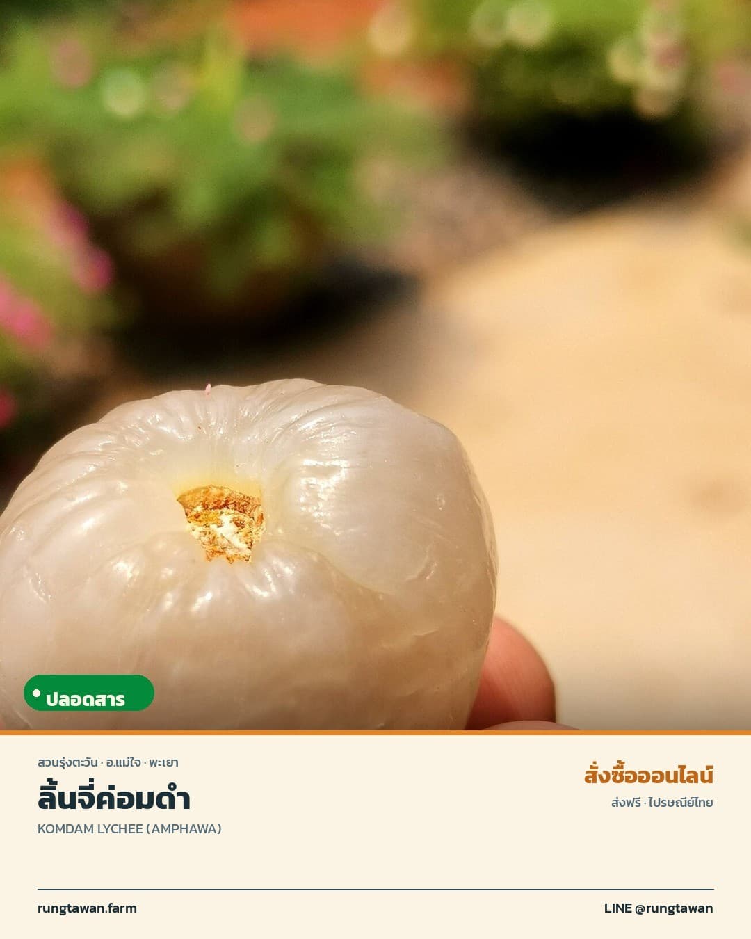 ลิ้นจี่ค่อมดำ
