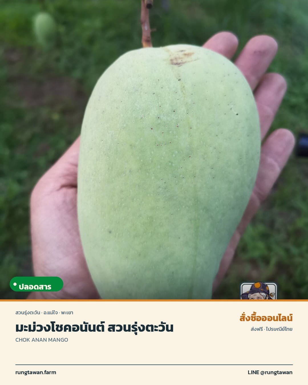 มะม่วงโชคอนันต์ สวนรุ่งตะวัน