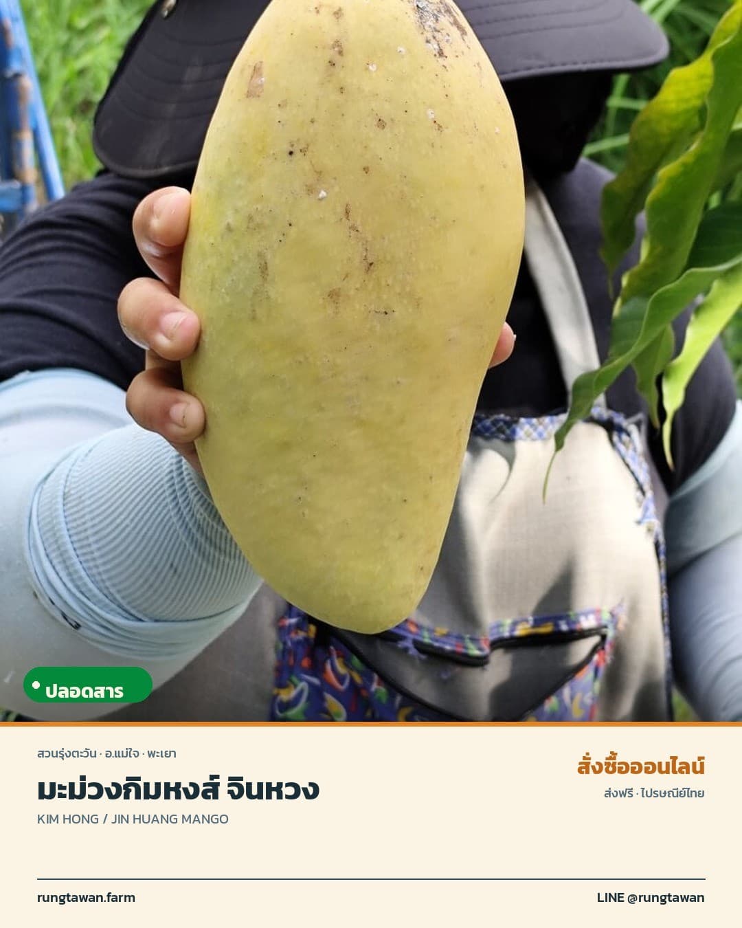 มะม่วงกิมหงส์ จินหวง