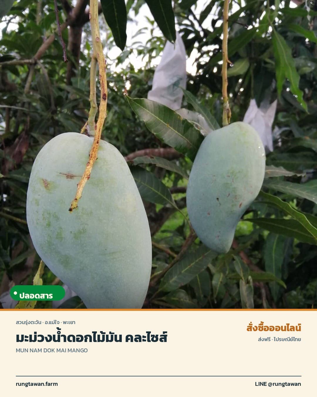 มะม่วงน้ำดอกไม้มัน คละไซส์