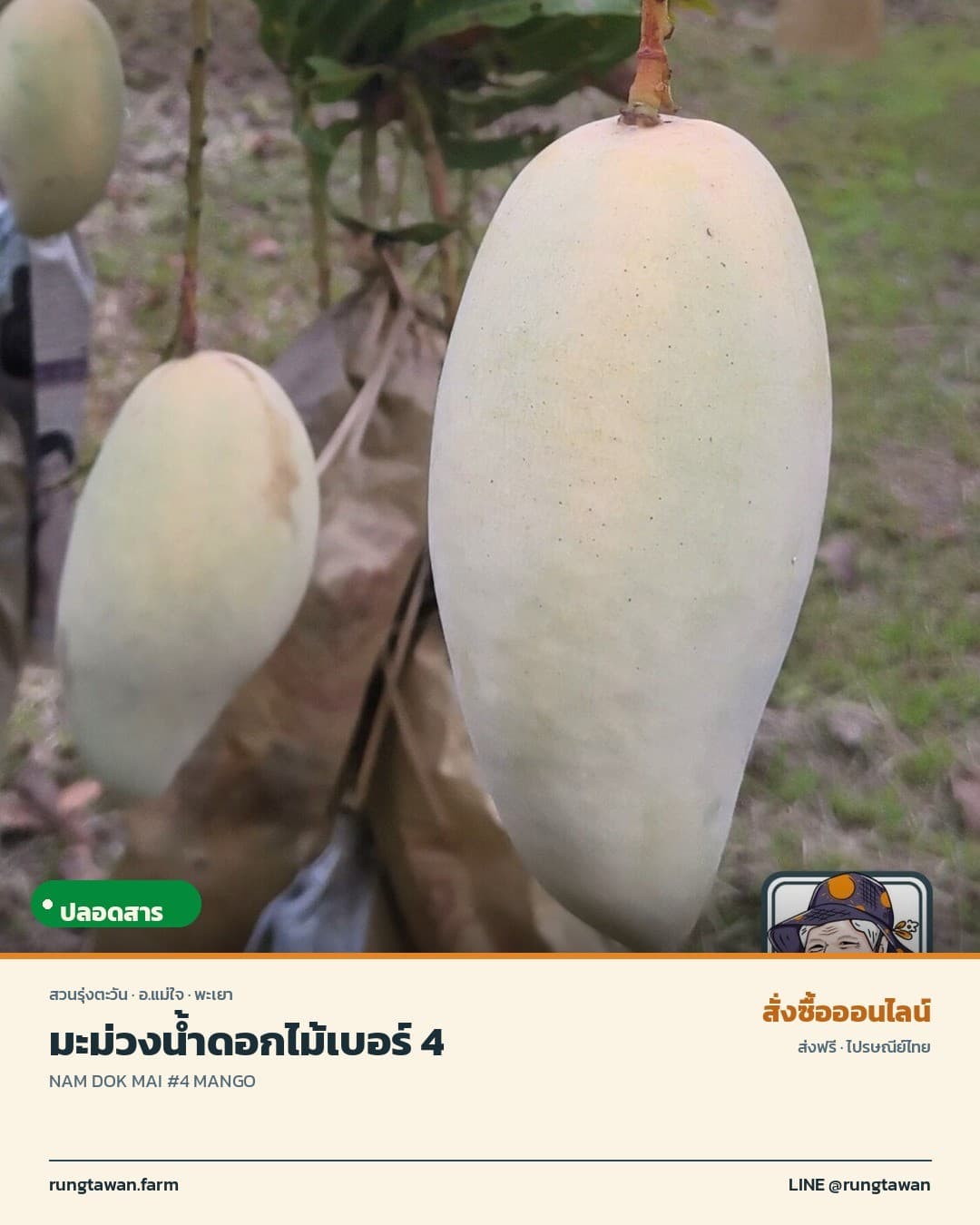 มะม่วงน้ำดอกไม้เบอร์ 4
