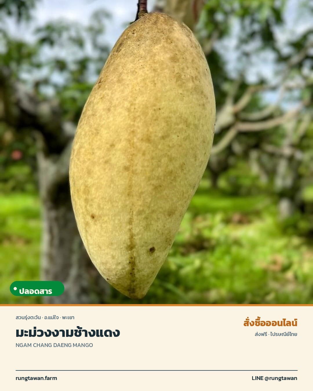 มะม่วงงามช้างแดง คละไซส์
