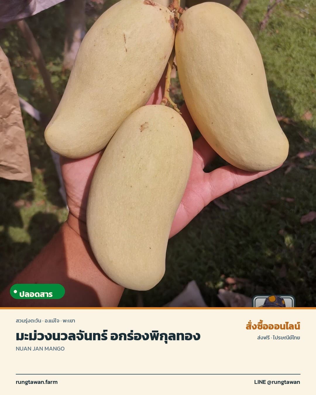 มะม่วงนวลจันทร์ หรือ อกร่องพิกุลทอง