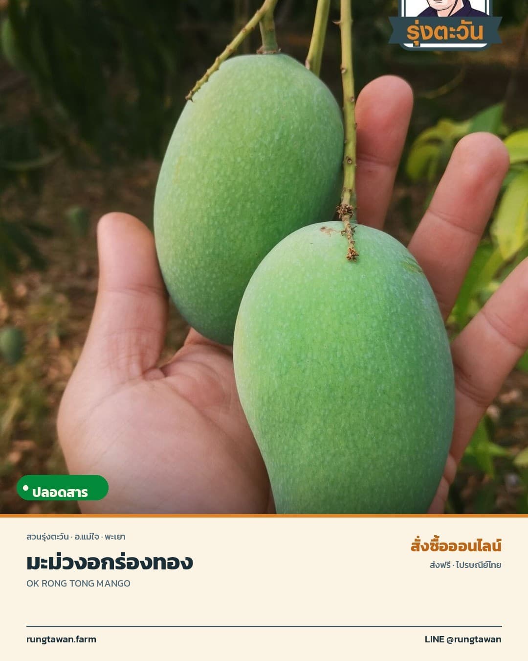 อกร่องทอง ที่สุดของมะม่วงทานสุก 1