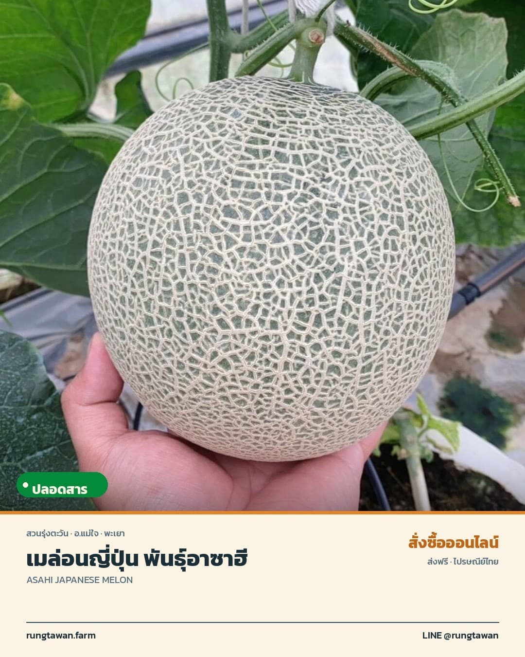 เมล่อนญี่ปุ่น พันธุ์อาซาฮี