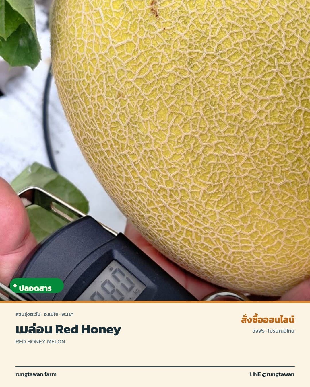 เมล่อนสวนรุ่งตะวัน Red Honey