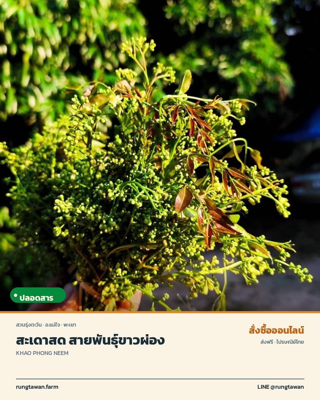สะเดาสด สายพันธุ์ขาวผ่อง