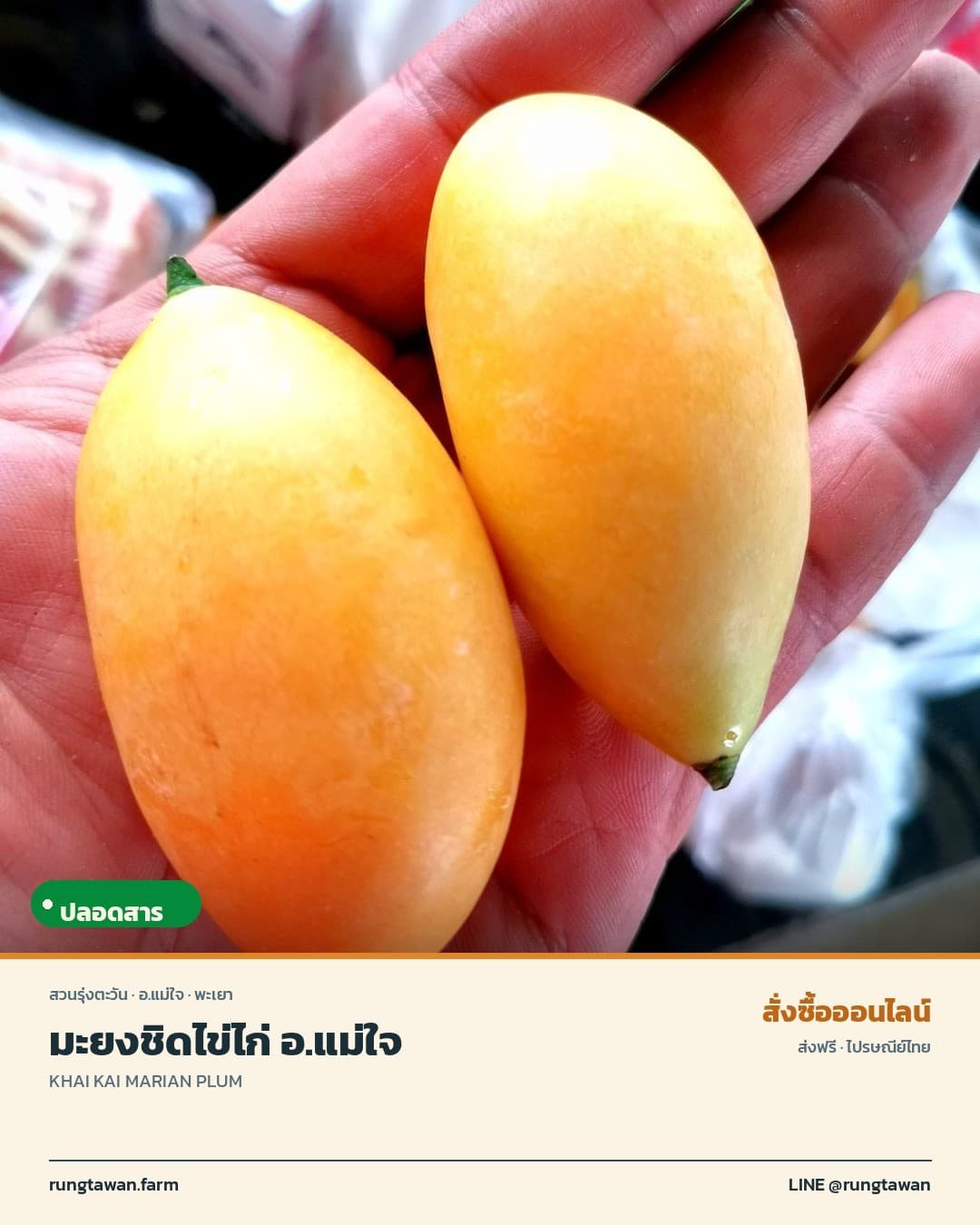 มะยงชิด อำเภอแม่ใจ จังหวัดพะเยา