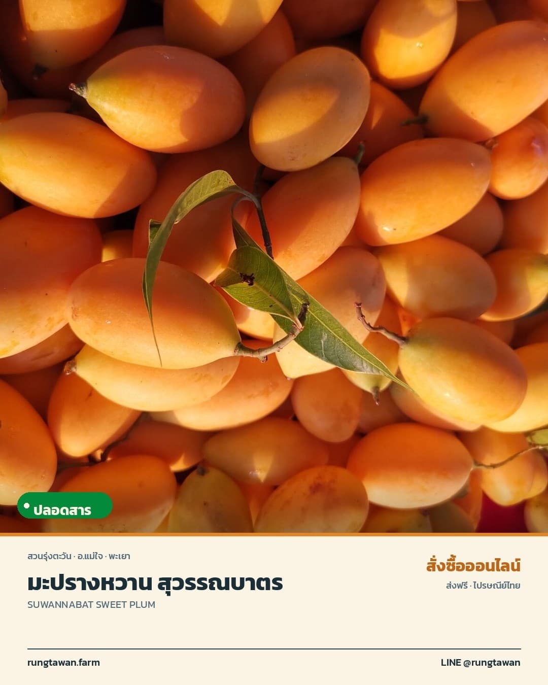 มะปรางหวานพันธุ์ สุวรรณบาตร อำเภอแม่ใจ จังหวัดพะเยา