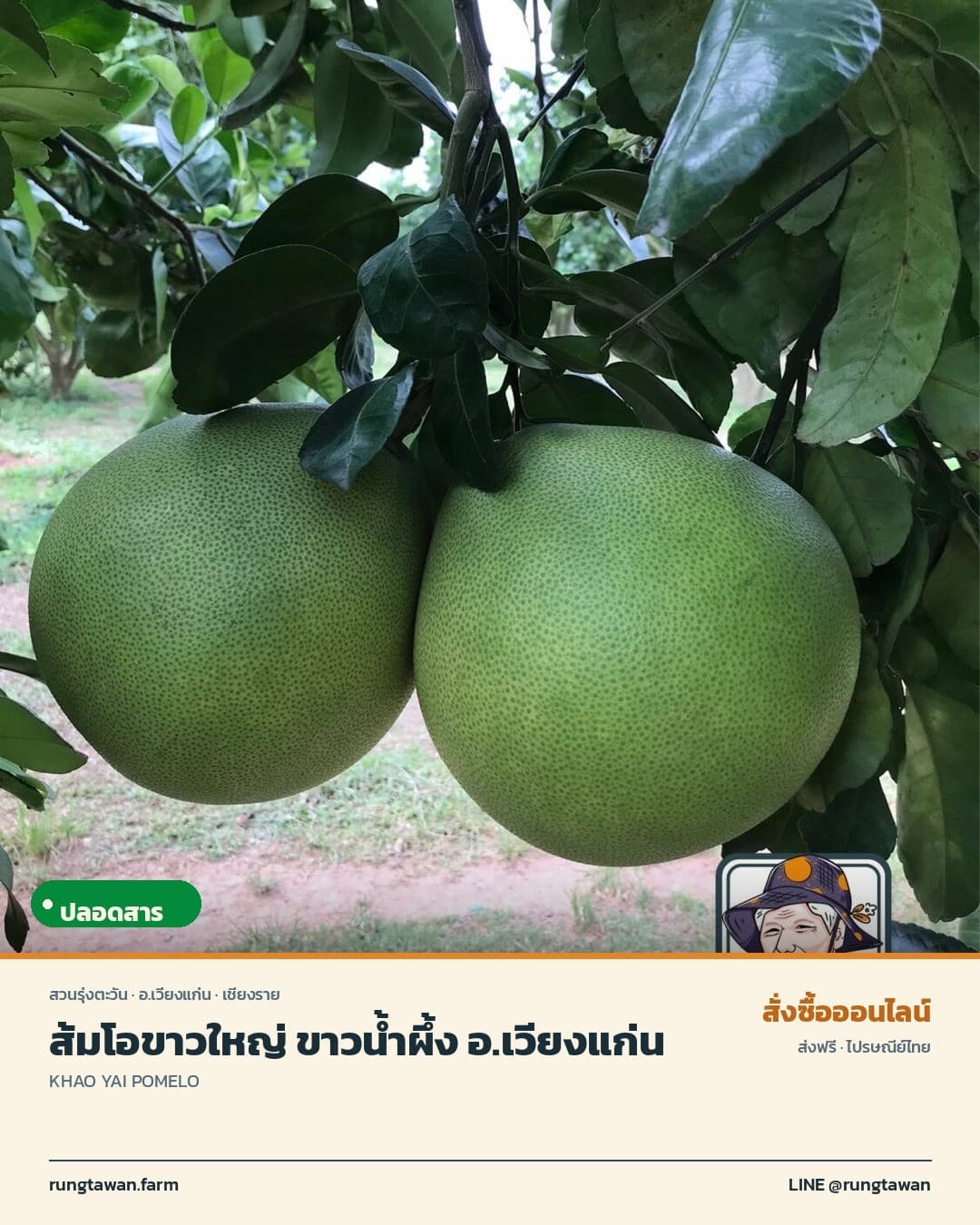 ส้มโอขาวใหญ่ ขาวน้ำผึ้ง อ.เวียงแก่น