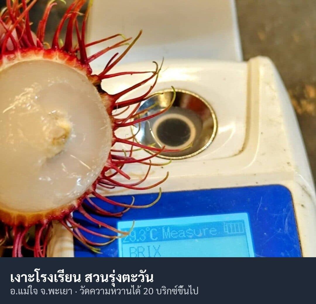เงาะโรงเรียน ผลสด สวนแม่ใจ พะเยา รูปที่ 2