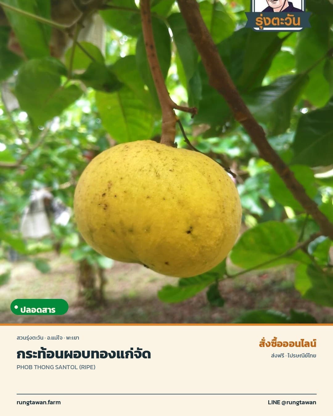 กระท้อนผอบทองแก่จัด