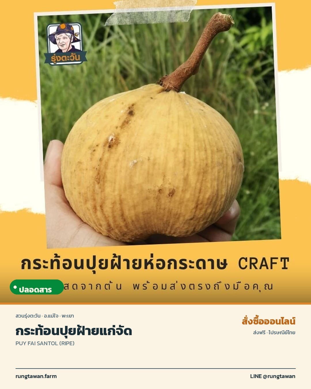 กระท้อนปุยฝ้ายแก่จัด