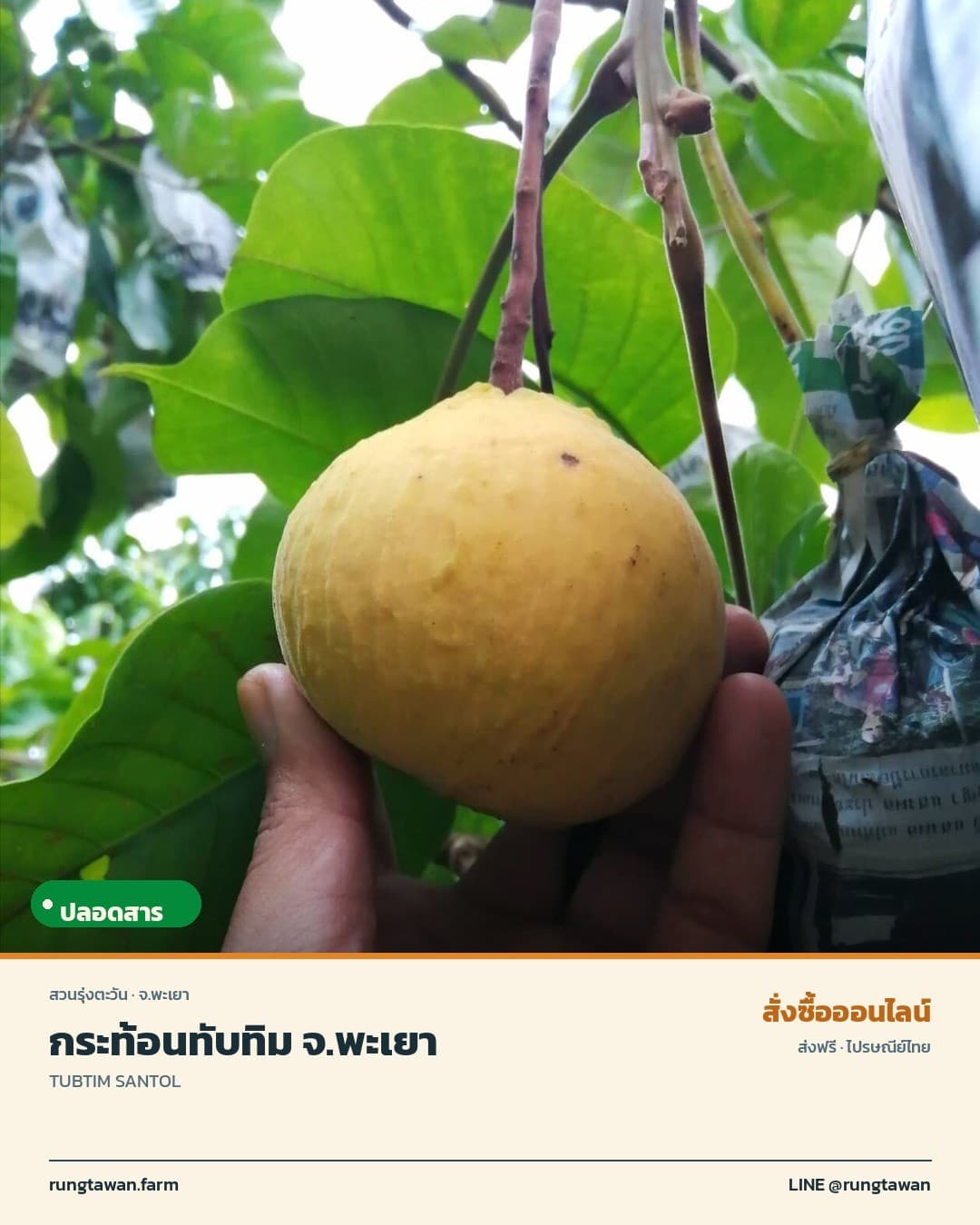 กระท้อนทับทิม จ.พะเยา