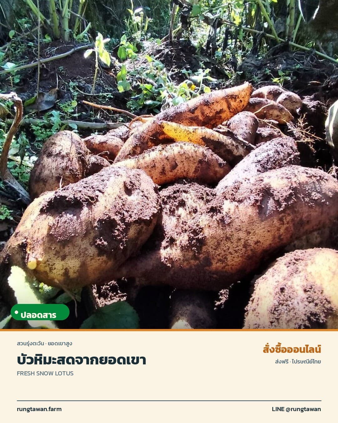 บัวหิมะ สดจากยอดเขา