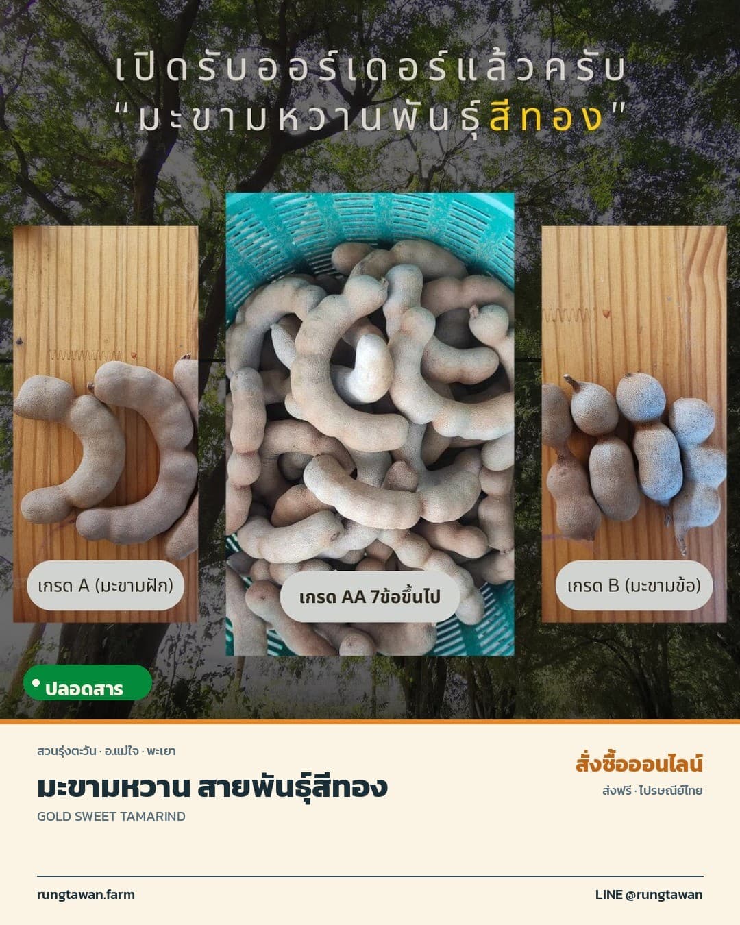 มะขามหวานสายพันธุ์สีทอง ธรรมชาติ