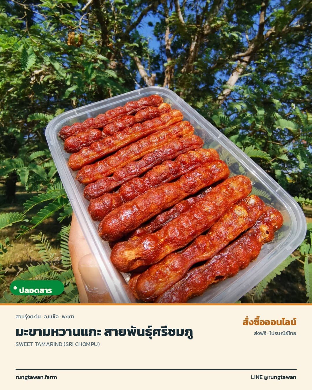 มะขามหวานแกะพร้อมทาน กล่องละ 500กรัม สายพันธุ์สีชมพู หรือ ศรีชมภู