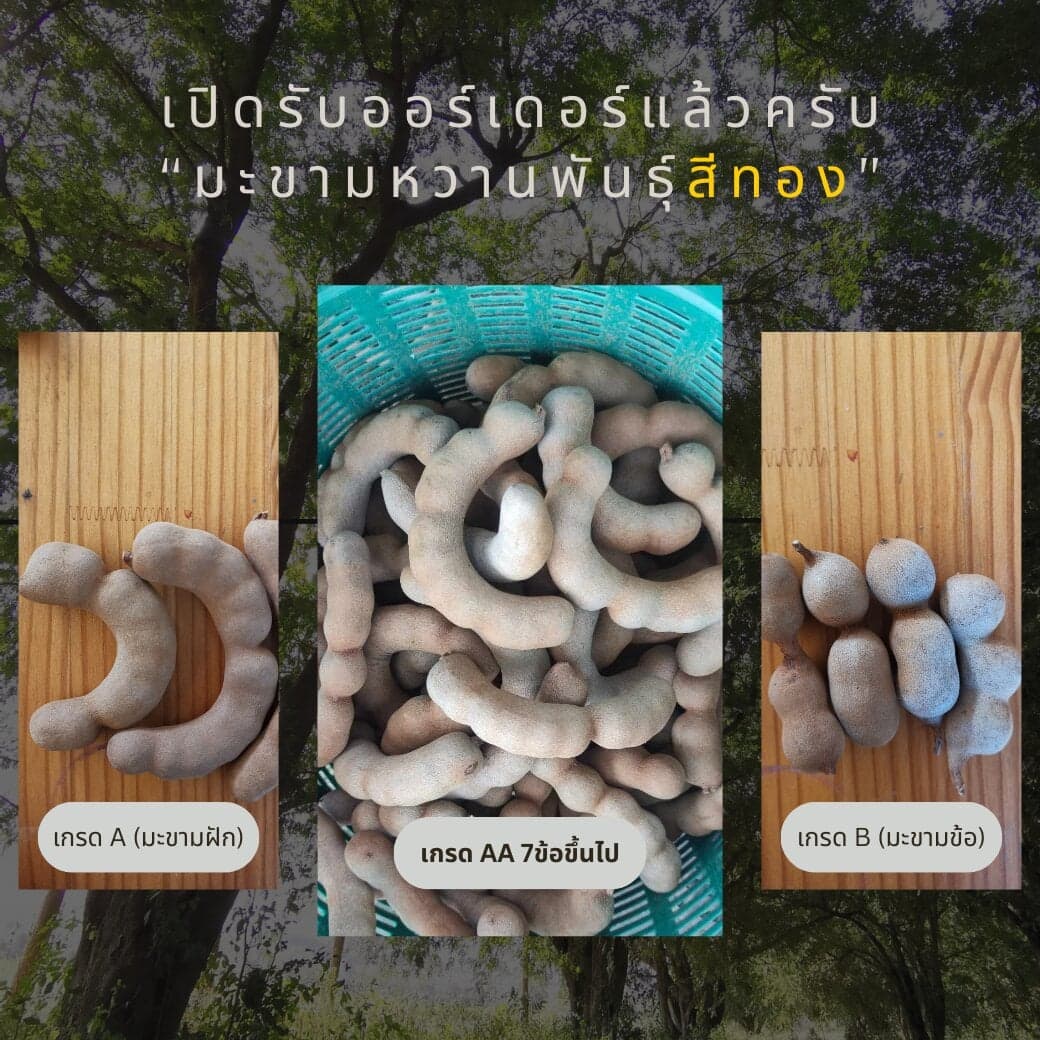 มะขามหวานสายพันธุ์สีทอง ธรรมชาติ