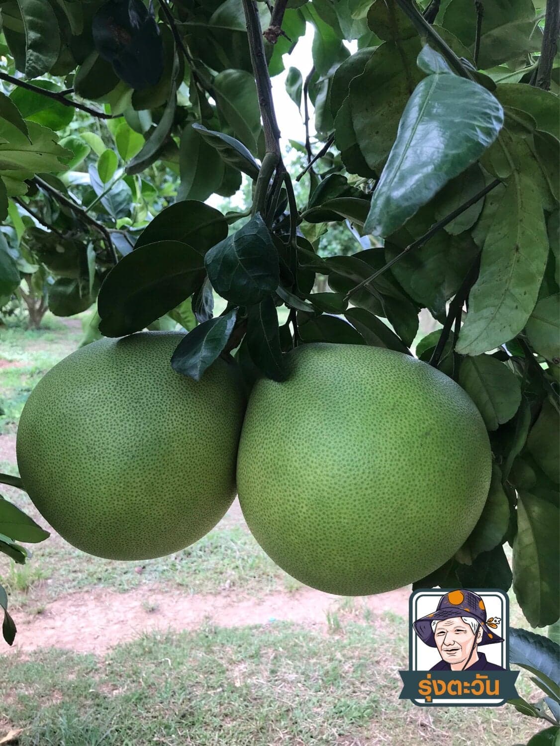 ส้มโอขาวใหญ่ ขาวน้ำผึ้ง อ.เวียงแก่น