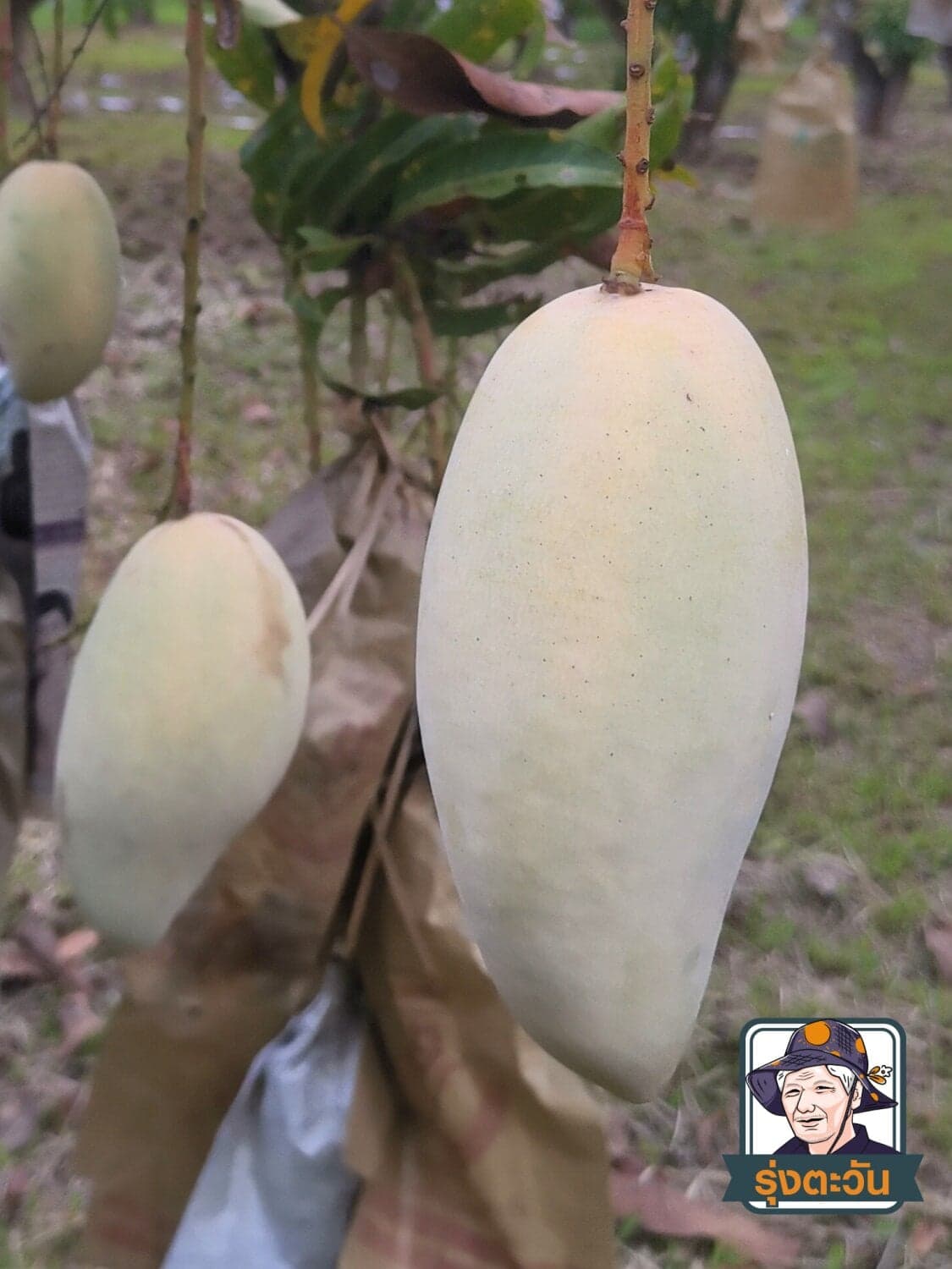 มะม่วงน้ำดอกไม้เบอร์ 4