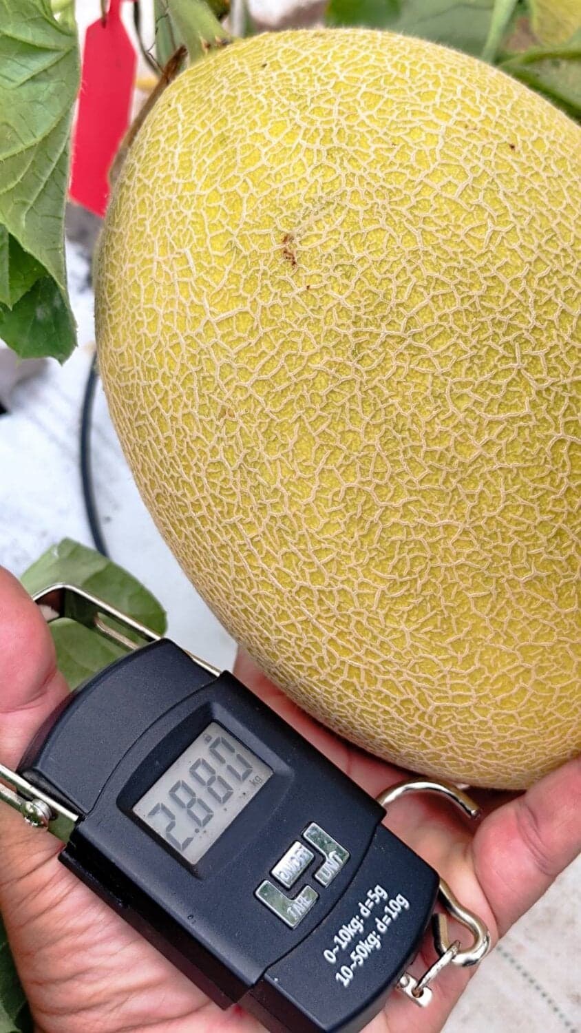 เมล่อนสวนรุ่งตะวัน Red Honey