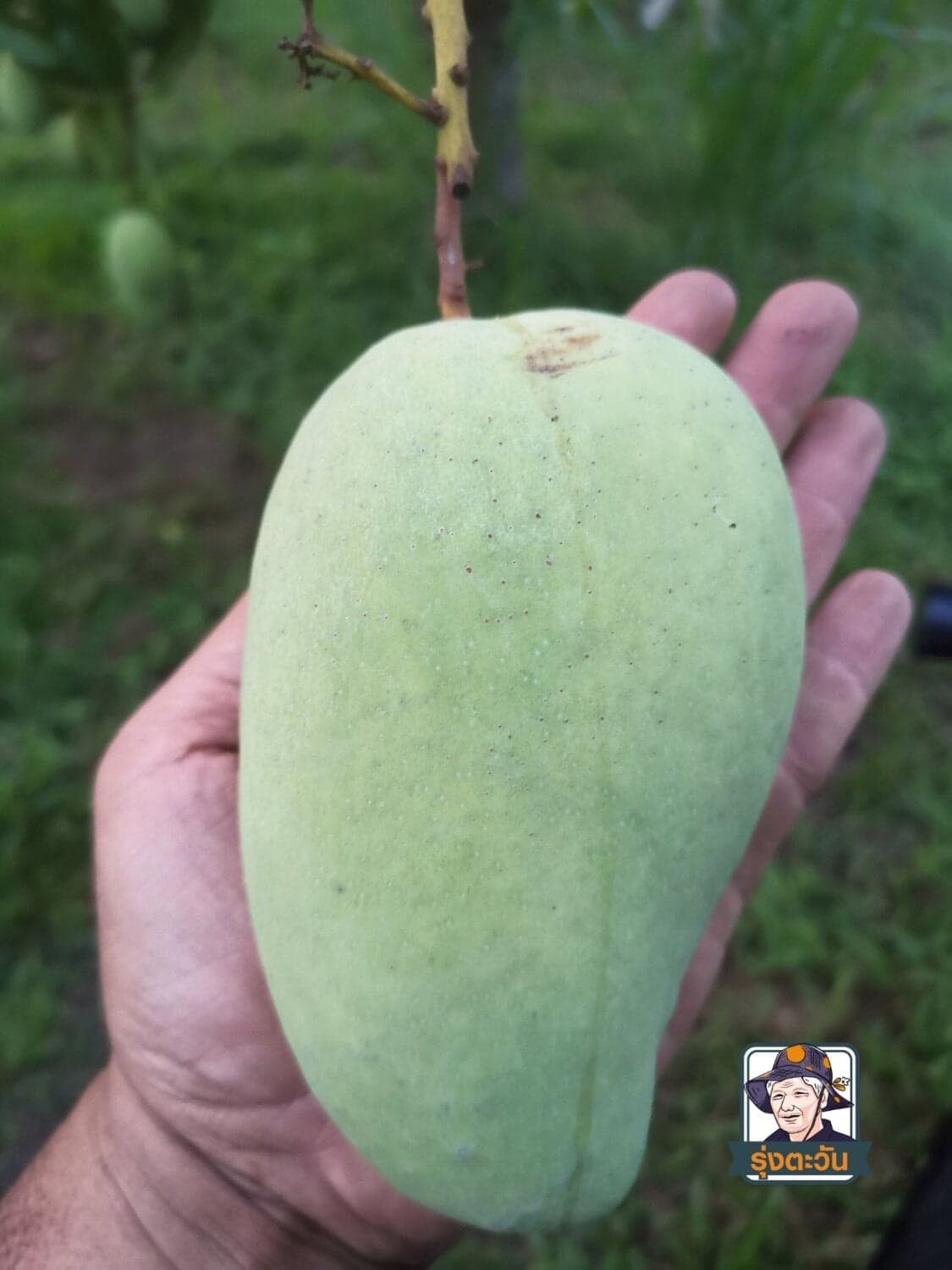 มะม่วงโชคอนันต์ สวนรุ่งตะวัน