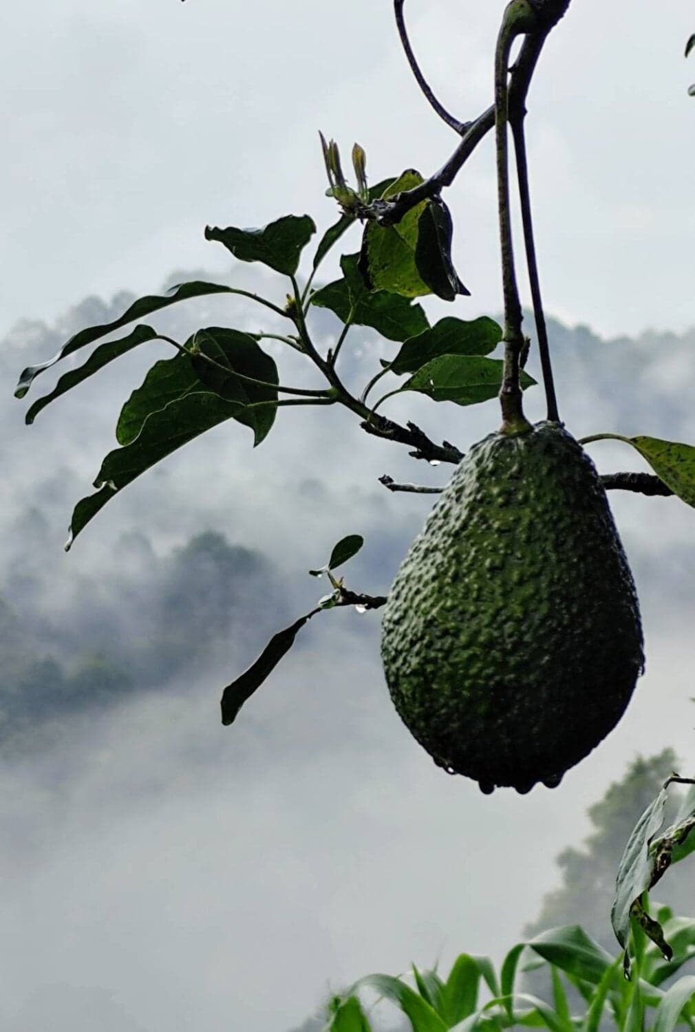 ราชาอโวคาโดสด สายพันธุ์ \u0022แฮส\u0022