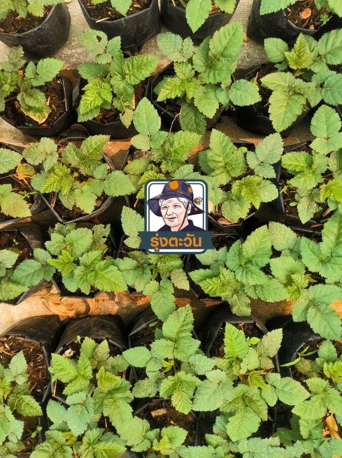 แบล็คเบอร์รี่เพาะเนื้อเยื่อ BlackGem ไร้หนาม