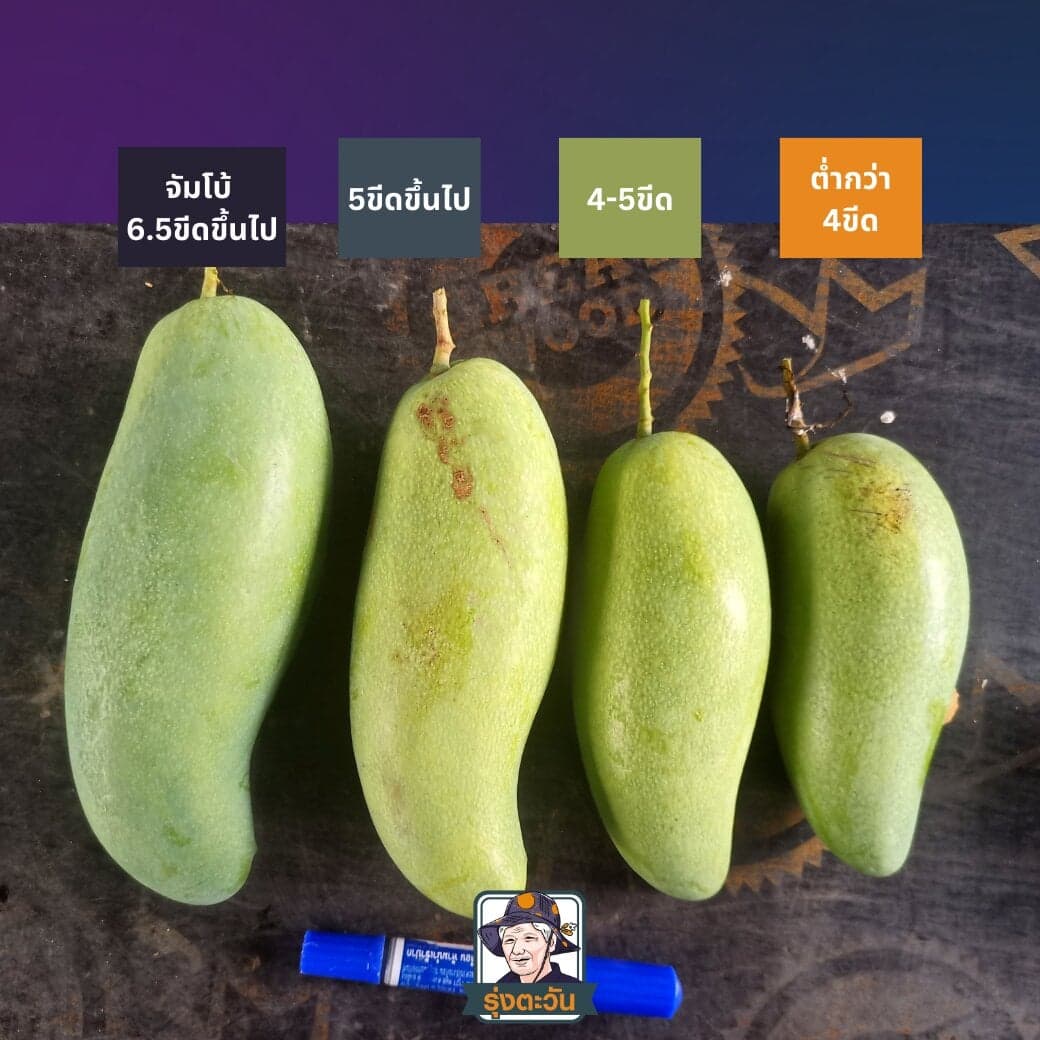 มะม่วงมันขุนศรี