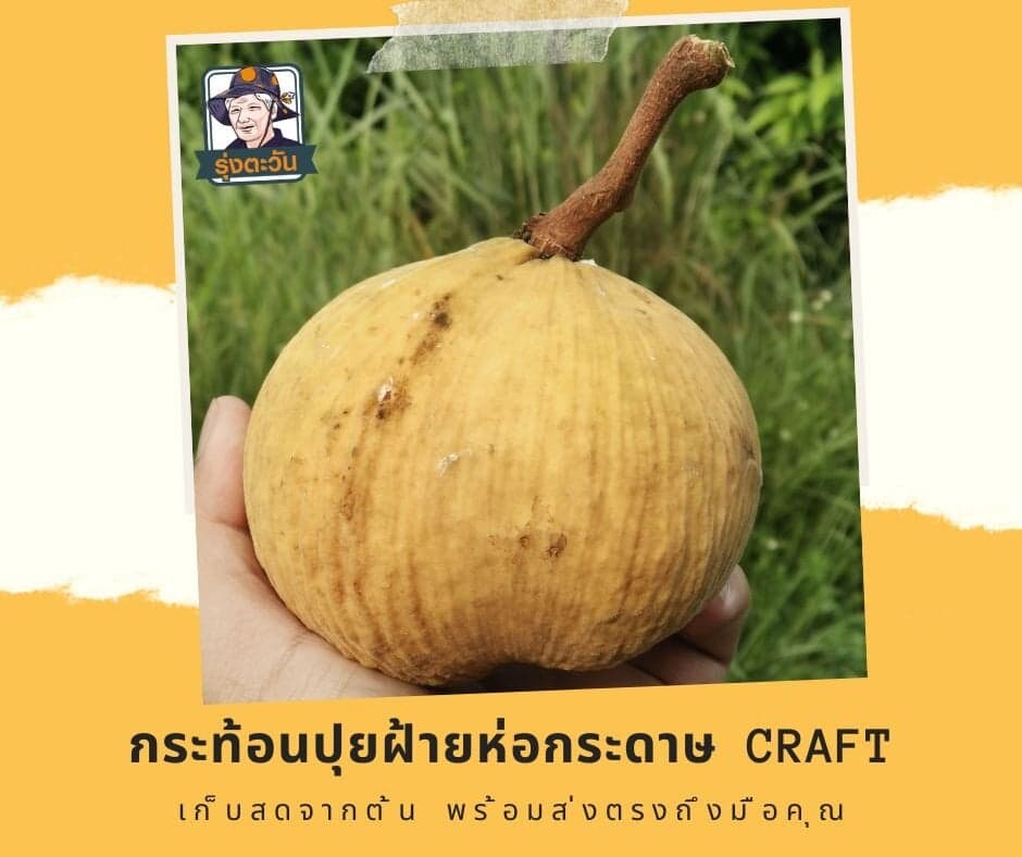 กระท้อนปุยฝ้ายแก่จัด