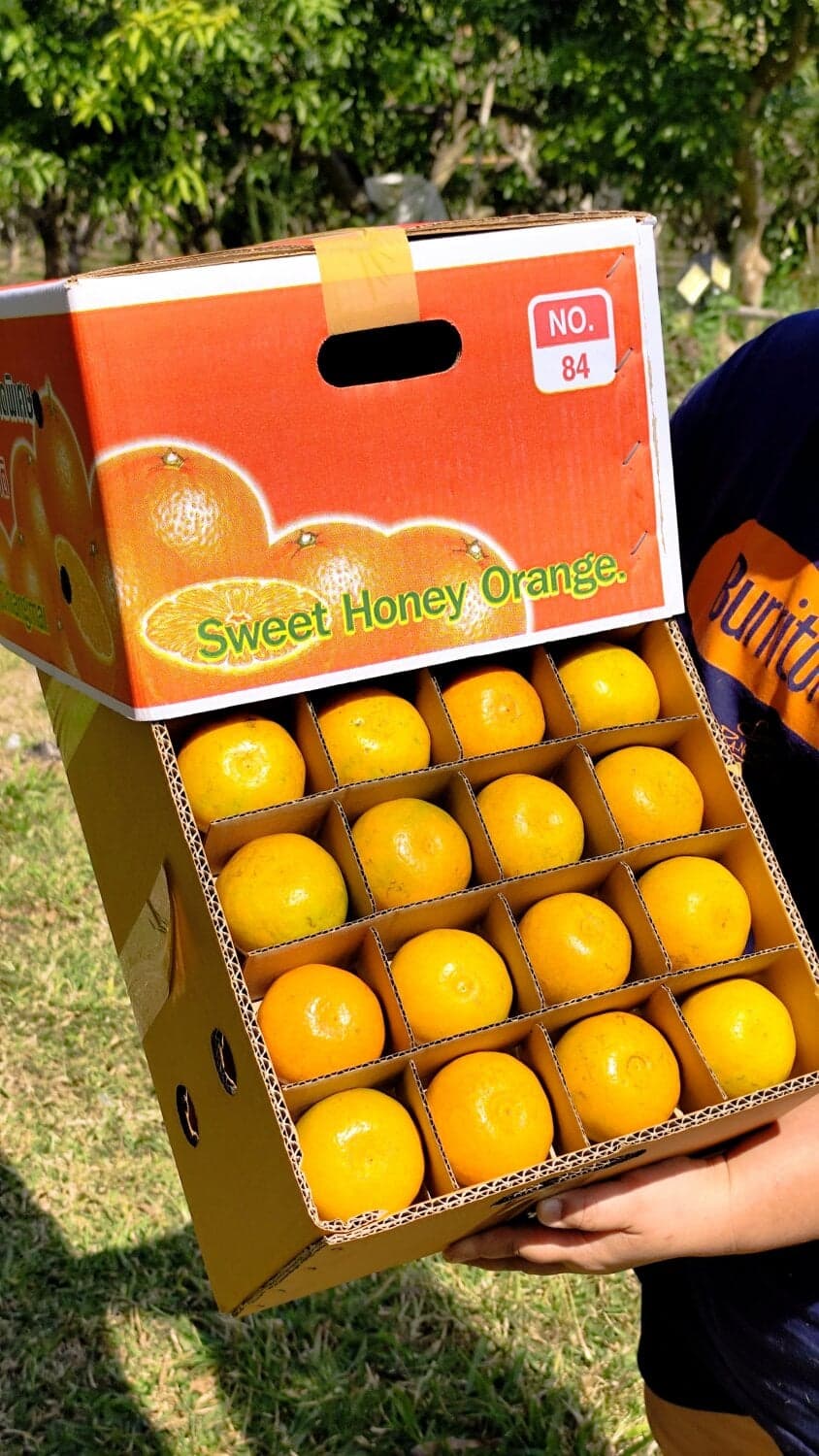 ส้มสายน้ำผึ้งคัดพิเศษ รสชาติดี