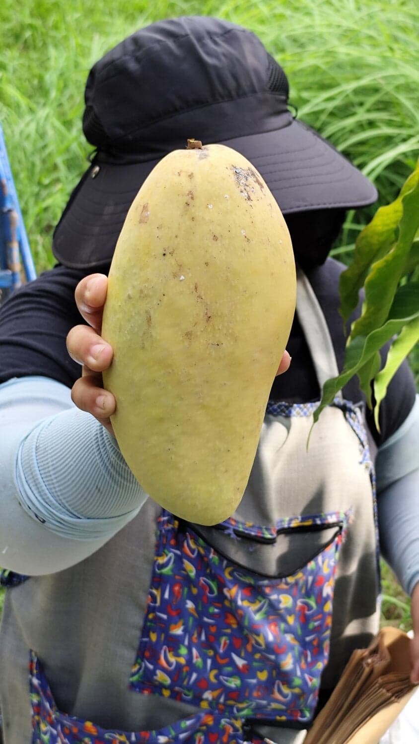 มะม่วงกิมหงส์ จินหวง