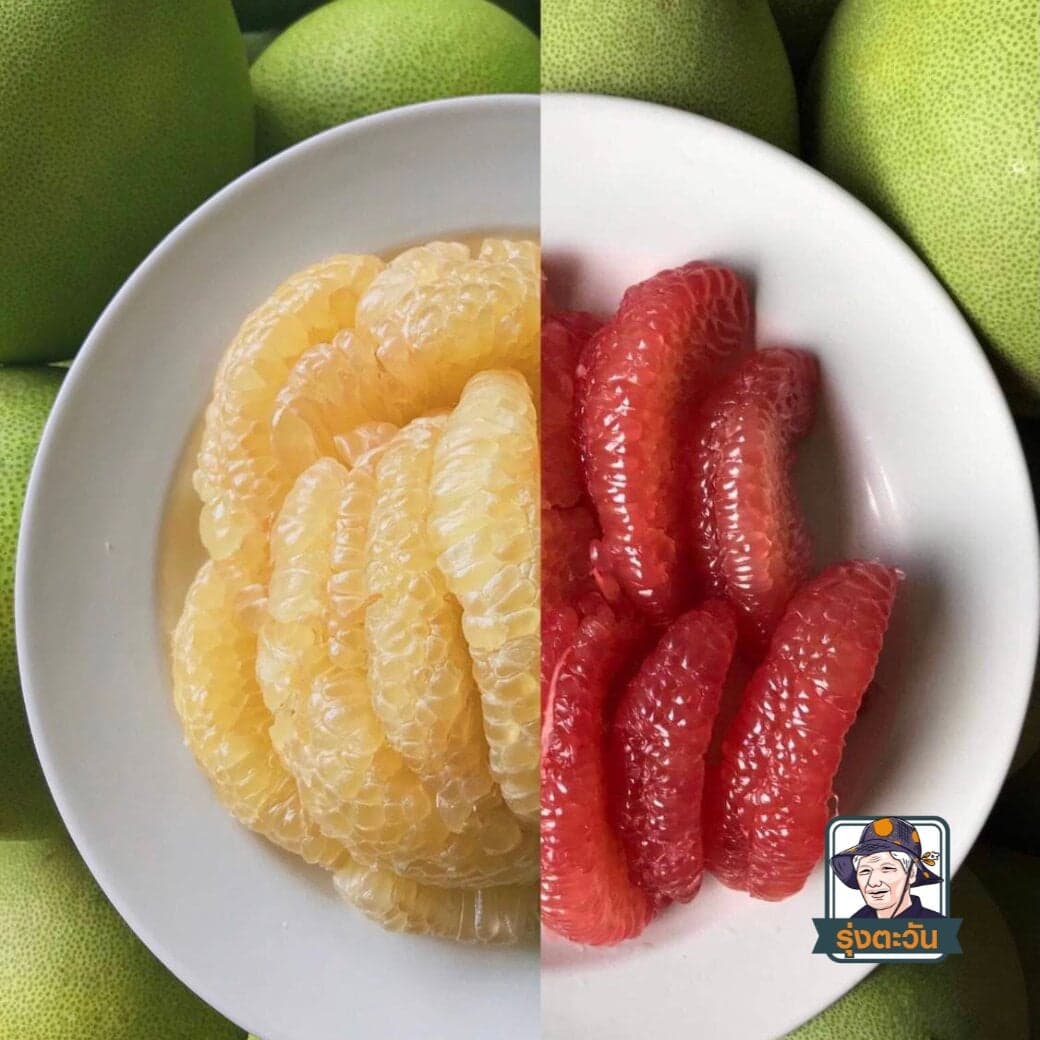 ส้มโอทับทิมล้านนา ต้นพร้อมทาน