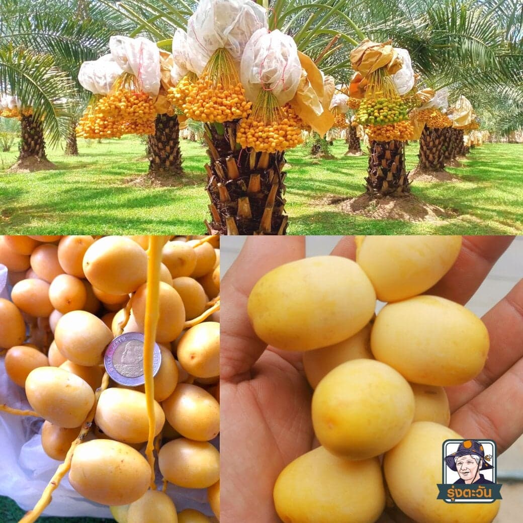 อินทผลัมทานสด พันธุ์บาฮี หวาน กรอบ