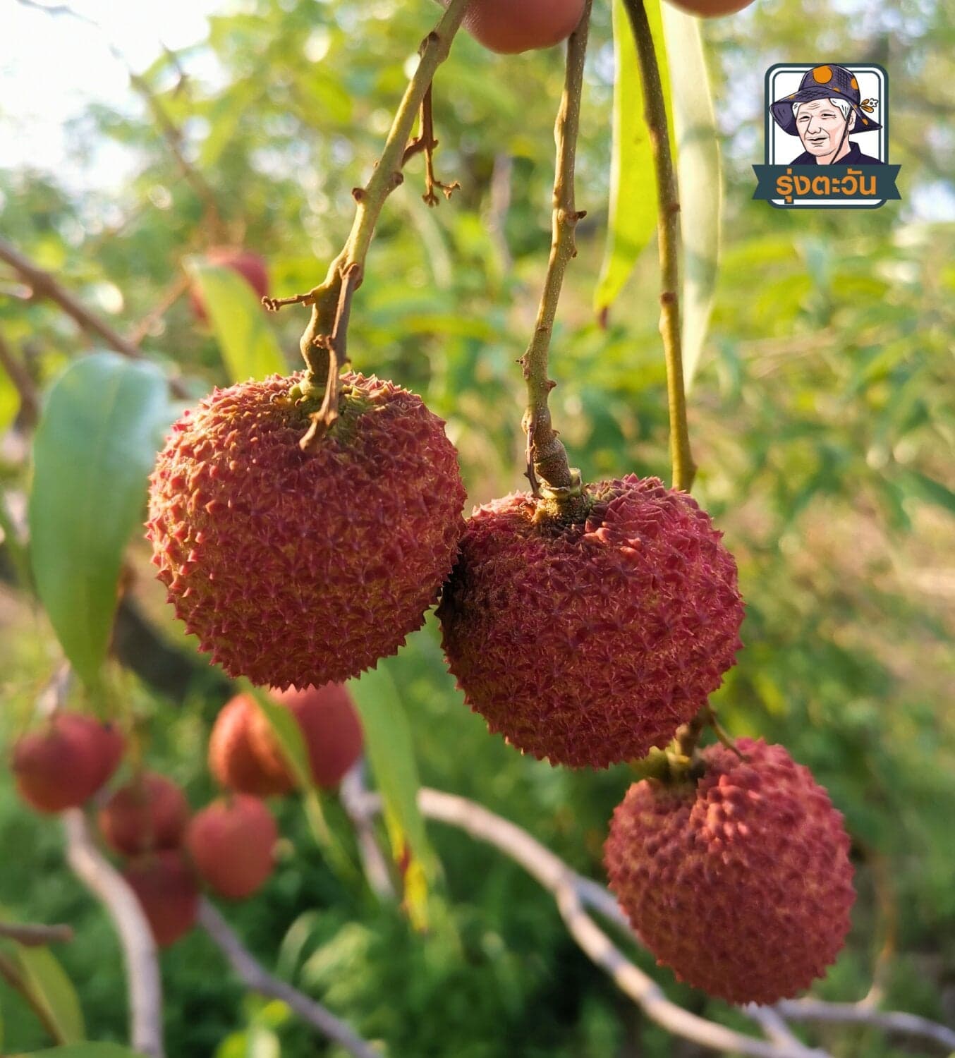 ลิ้นจี่กะโหลกใบขิง อำเภอแม่ใจ จังหวัดพะเยา