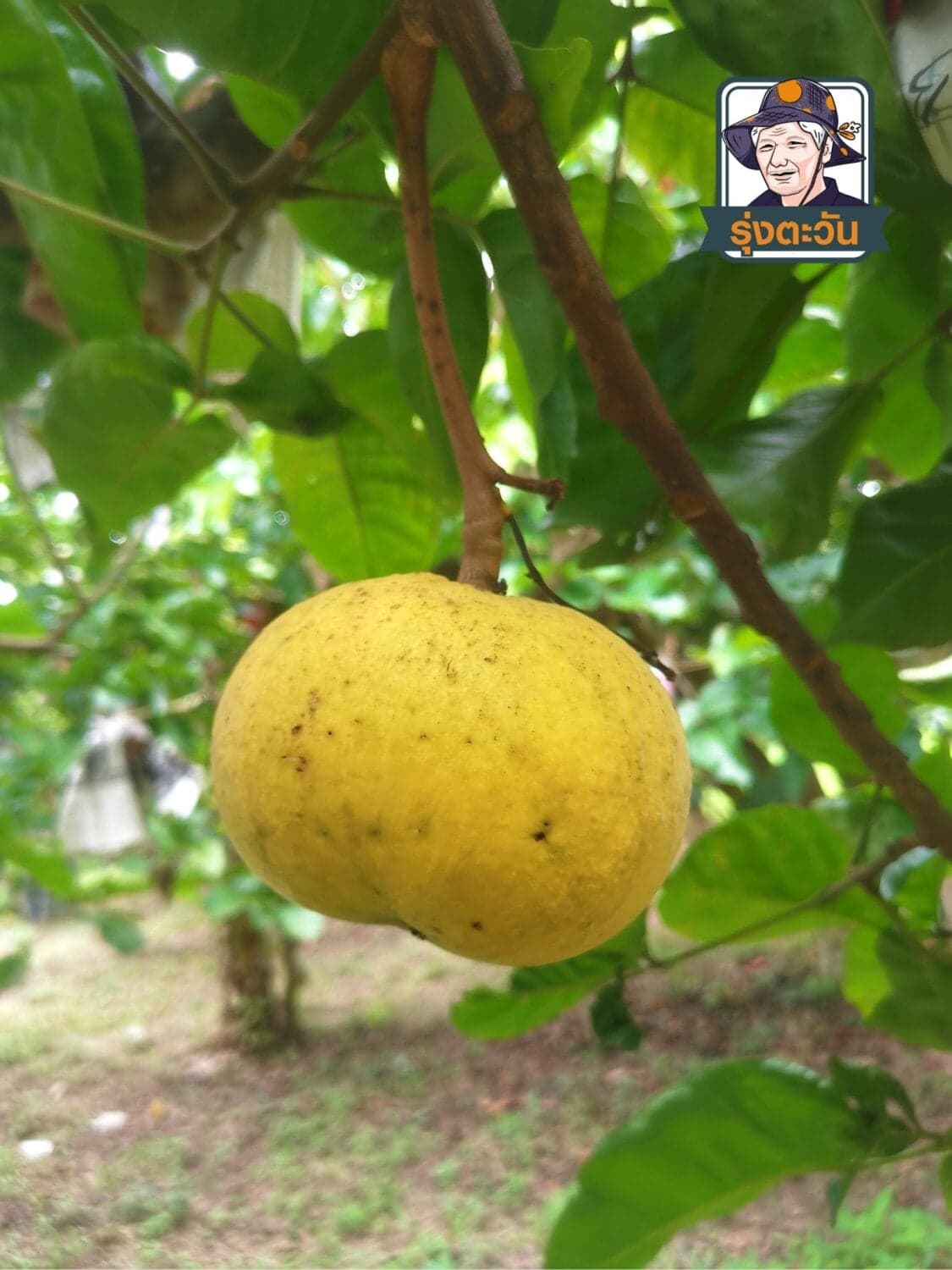 กระท้อนผอบทองแก่จัด