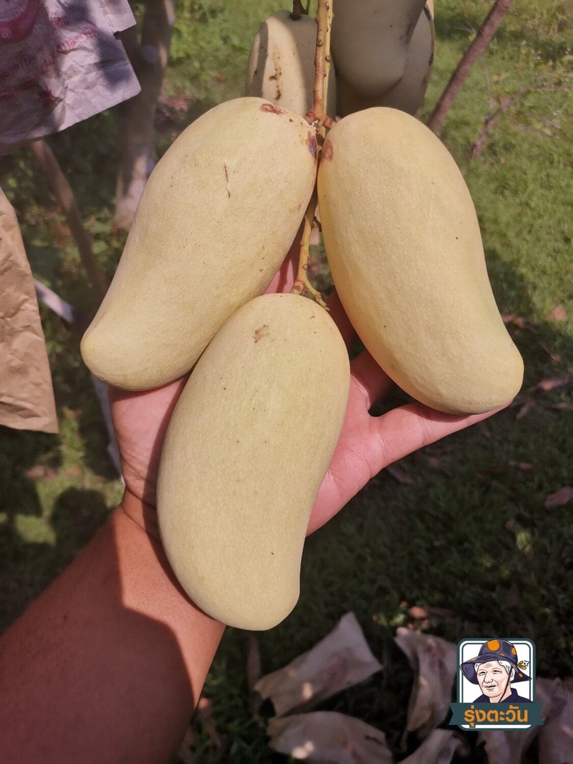 มะม่วงนวลจันทร์ อกร่องพิกุลทอง