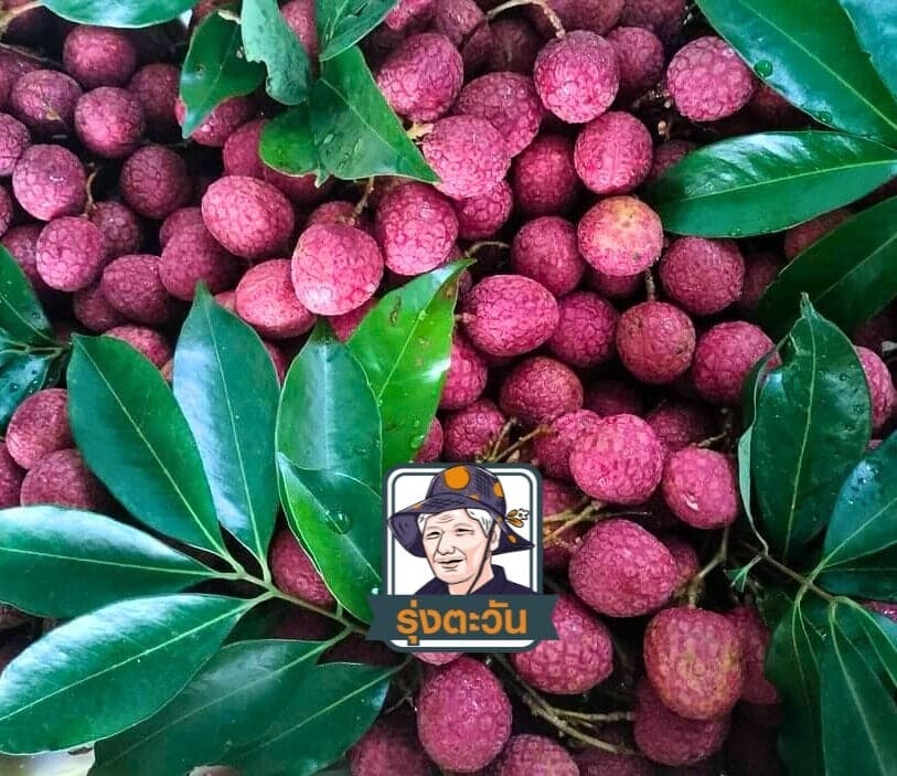 ลิ้นจี่กิมเจ็งคัดพิเศษ