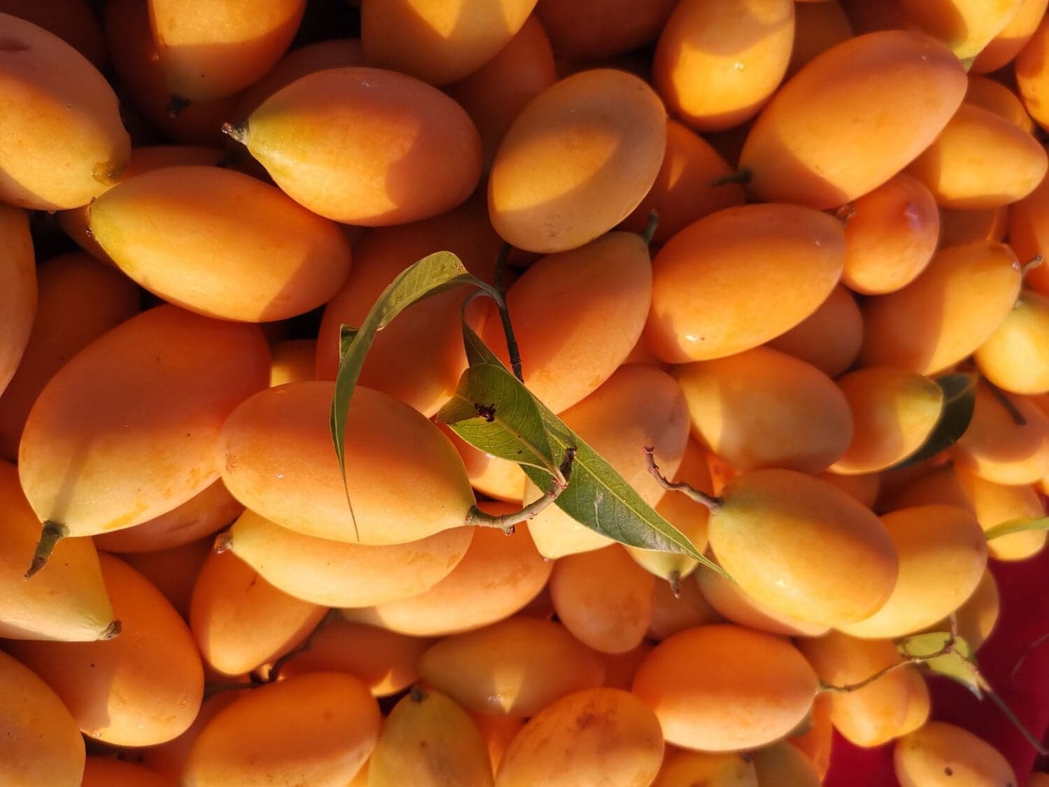 มะปรางหวานพันธุ์ สุวรรณบาตร อำเภอแม่ใจ จังหวัดพะเยา