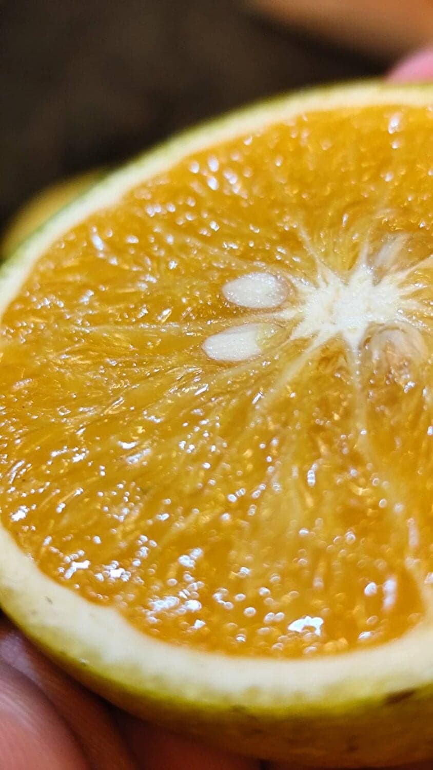 ส้มเช้ง สด จากดอยอ่างขาง