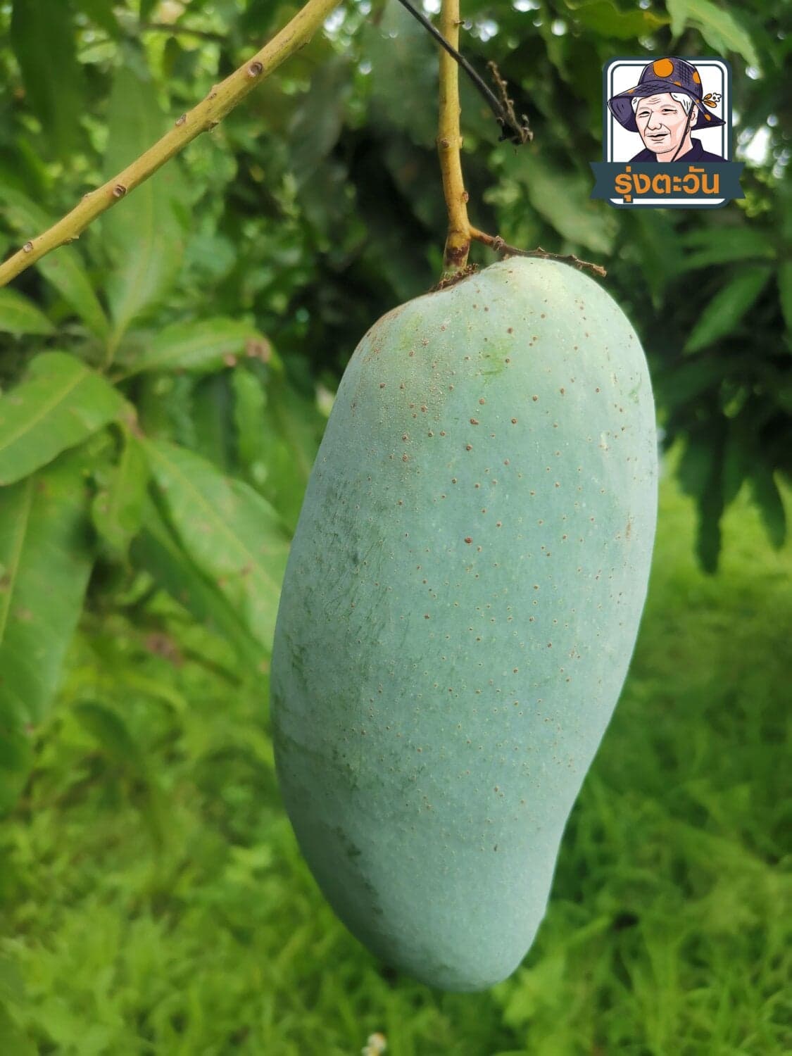 มะม่วงเขียวเสวย