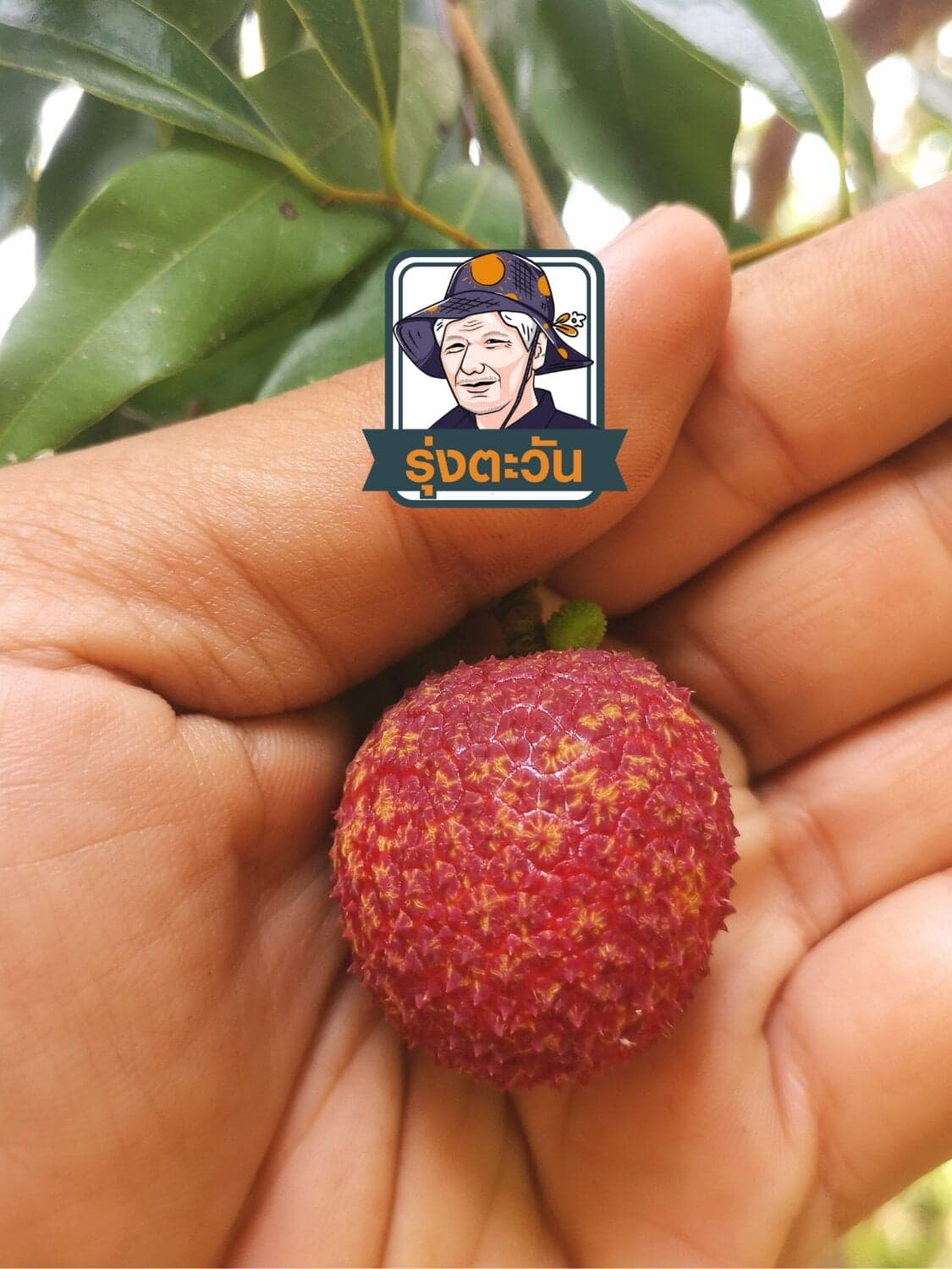 ลิ้นจี่ค่อมลำเจียก